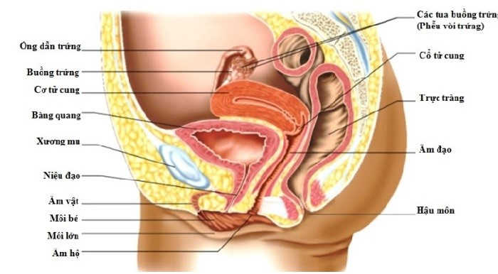 Đặc điểm cấu tạo bộ phận sinh dục nữ